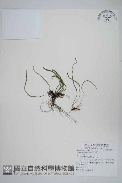 瓦葦藏品圖，第1張