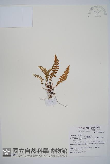 岩蕨藏品圖，第1張