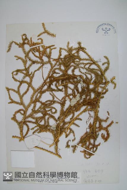 石松藏品圖，第1張