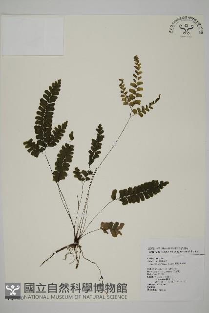長尾鐵線蕨藏品圖，第1張