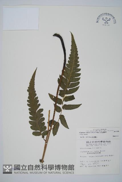 毛柄短腸蕨藏品圖，第1張