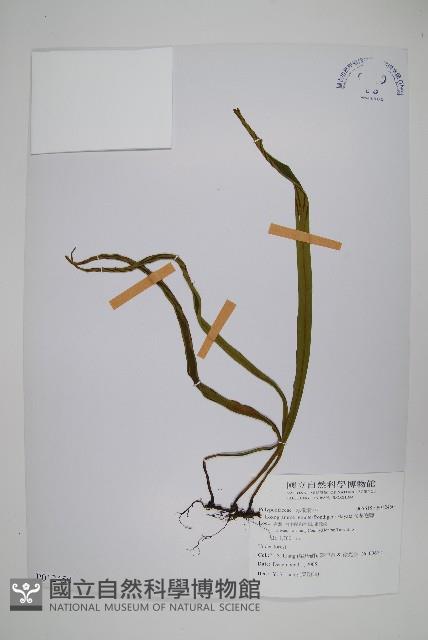 長柄劍蕨藏品圖，第1張