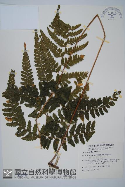 團羽鱗蓋蕨藏品圖，第1張