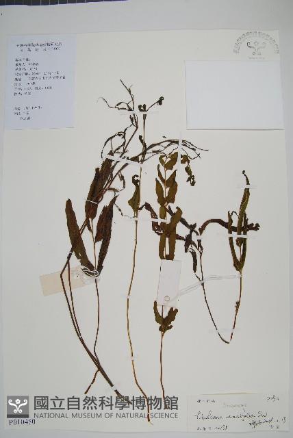 箭葉鱗始蕨藏品圖，第1張