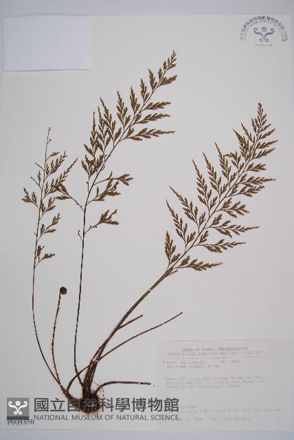 威氏鐵角蕨藏品圖，第1張