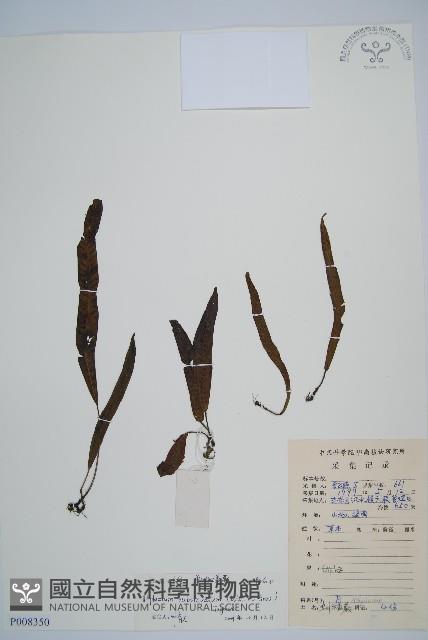 單葉雙蓋蕨藏品圖，第1張