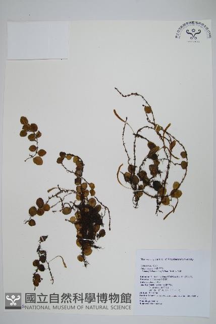 抱樹蕨、伏石蕨藏品圖，第1張