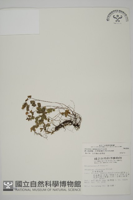 深山鐵線蕨、月芽鐵線蕨藏品圖，第1張