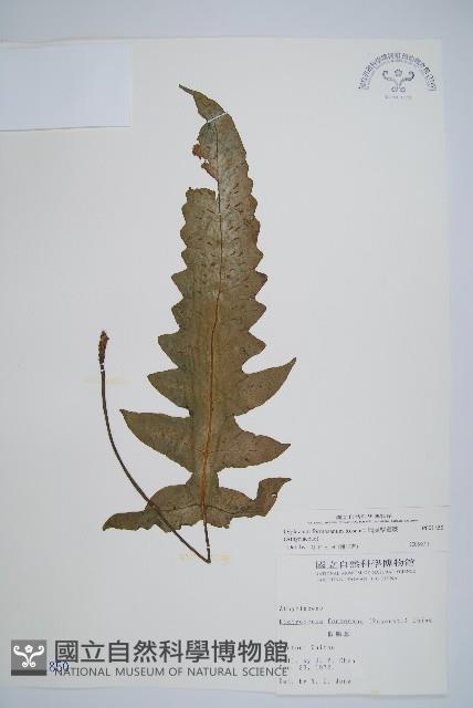 網脈雙蓋蕨藏品圖，第1張