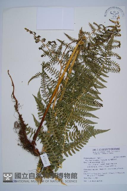 姬蕨藏品圖，第1張