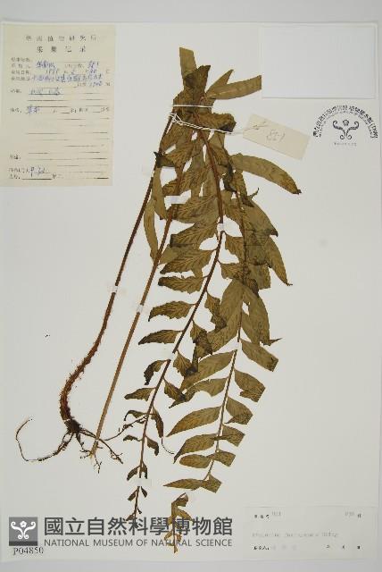 登錄號:P004850藏品圖，第1張