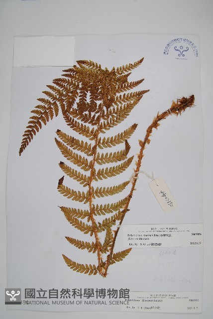 福山氏耳蕨藏品圖，第1張