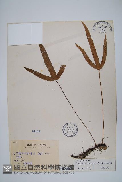 三葉茀蕨藏品圖，第1張