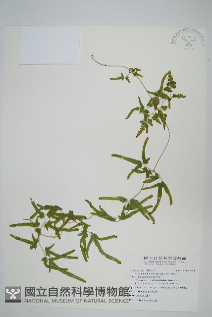 海金沙藏品圖，第1張