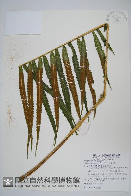 大葉毛蕨藏品圖，第1張