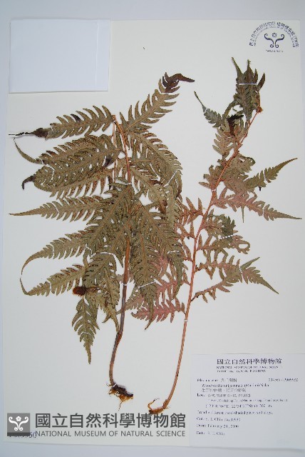 生芽狗脊蕨、頂芽狗脊蕨藏品圖，第1張
