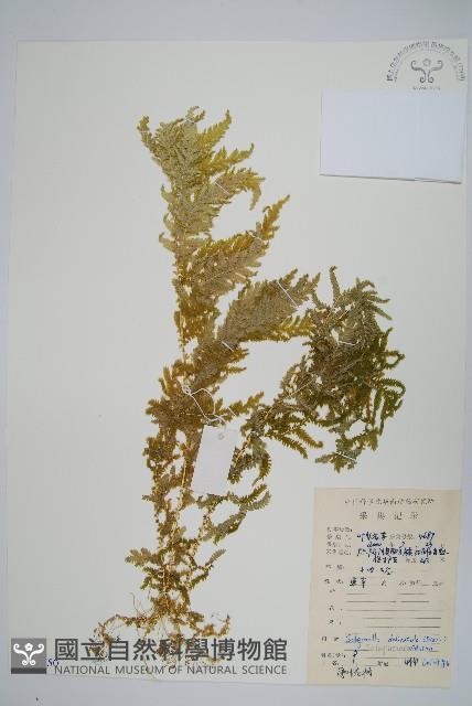 全緣卷柏藏品圖，第1張