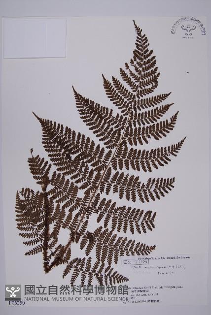 白鱗肋毛蕨藏品圖，第1張
