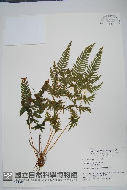 天草鳳尾蕨藏品圖，第1張