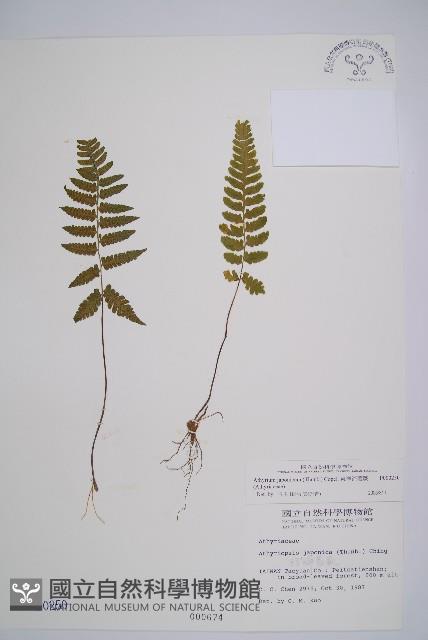 東洋蹄蓋蕨藏品圖，第1張