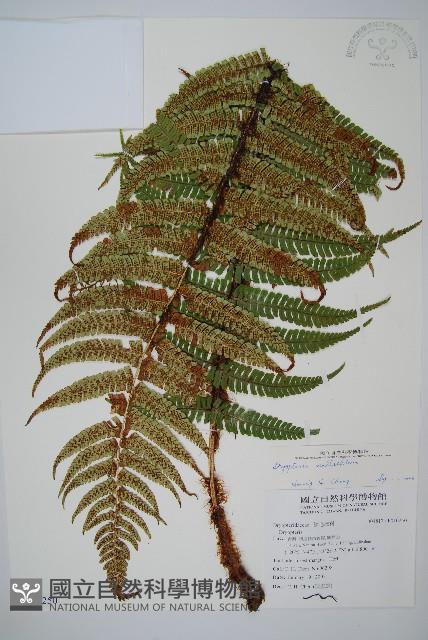 瓦氏鱗毛蕨藏品圖，第1張
