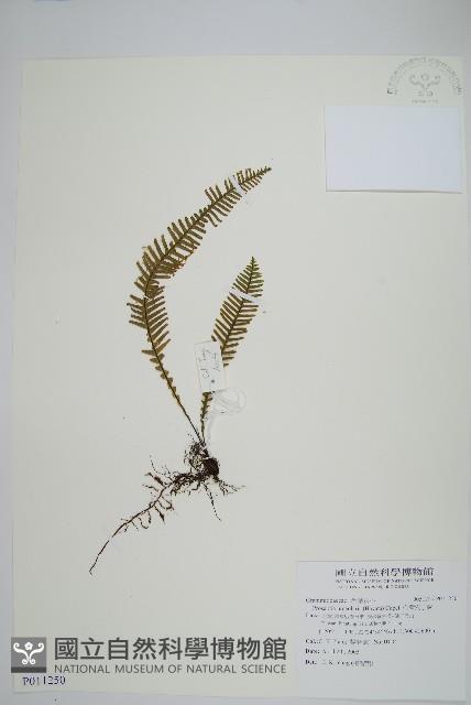 穴子蕨藏品圖，第1張