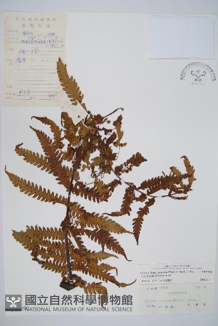 大葉黑桫欏藏品圖，第1張