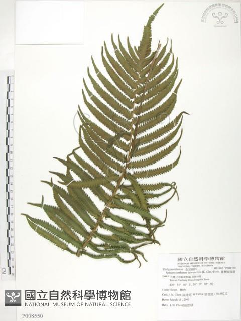 台灣毛蕨、台灣圓腺蕨藏品圖，第1張