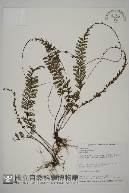 鞭葉鐵線蕨藏品圖，第1張