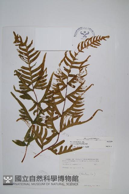 疏羽半邊旗藏品圖，第1張