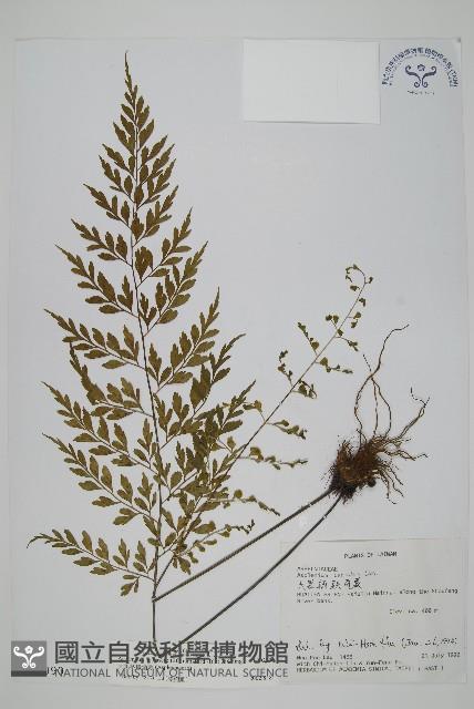 大黑柄鐵角蕨、黃鱗鐵角蕨、大羽鐵角蕨藏品圖，第1張