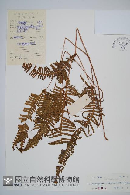 芒萁藏品圖，第1張