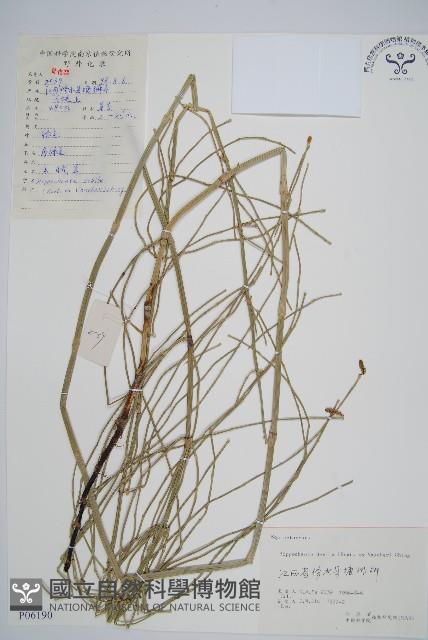 芼管草藏品圖，第1張