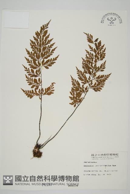 大羽鐵角蕨藏品圖，第1張