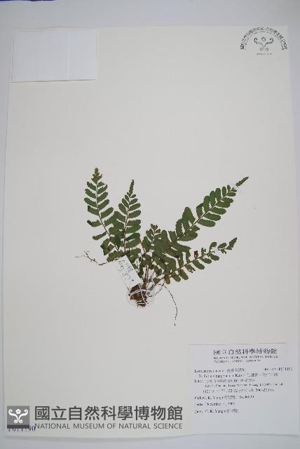 南仁實蕨、南仁刺蕨藏品圖，第1張