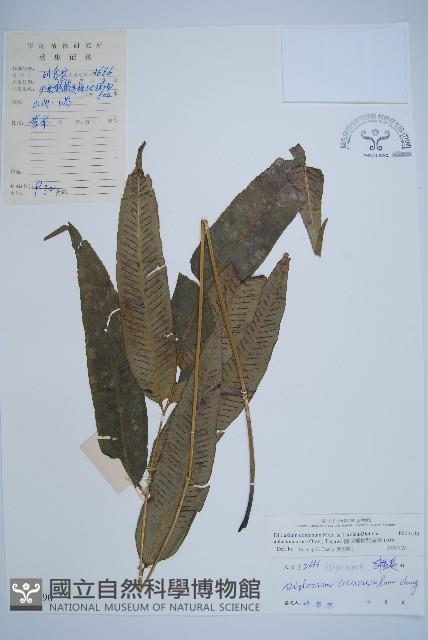 隱脈細柄雙蓋蕨藏品圖，第1張