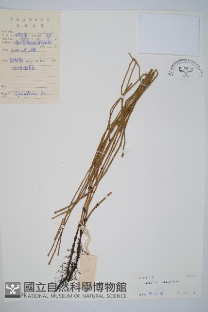 芼管草藏品圖，第1張