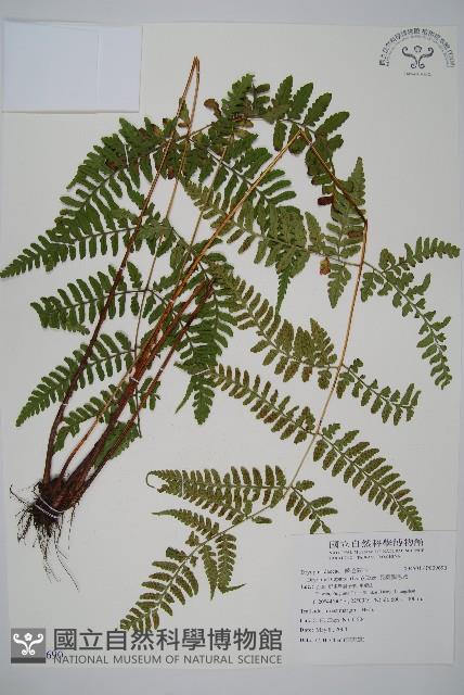 長葉鱗毛蕨藏品圖，第1張