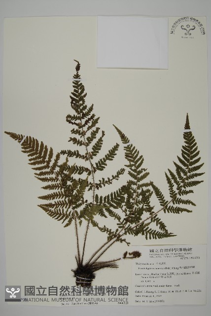愛德氏肋毛蕨藏品圖，第1張