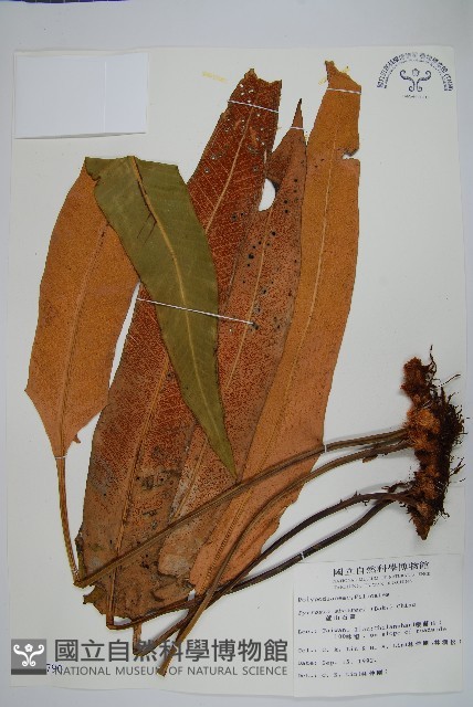 盧山石葦藏品圖，第1張