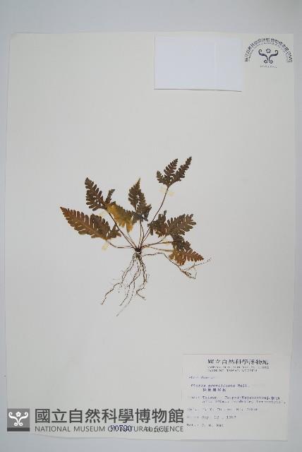 翅柄鳳尾蕨藏品圖，第1張