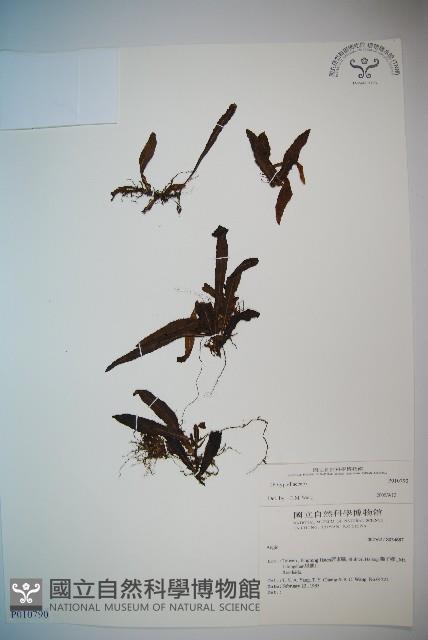 登錄號:P010790藏品圖，第1張