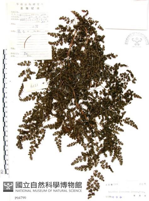 海金沙藏品圖，第1張