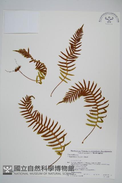 登錄號:P008090藏品圖，第1張