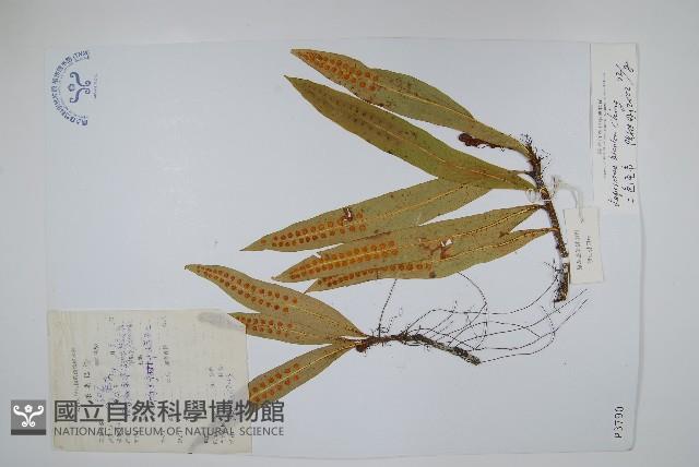 兩色瓦葦藏品圖，第1張