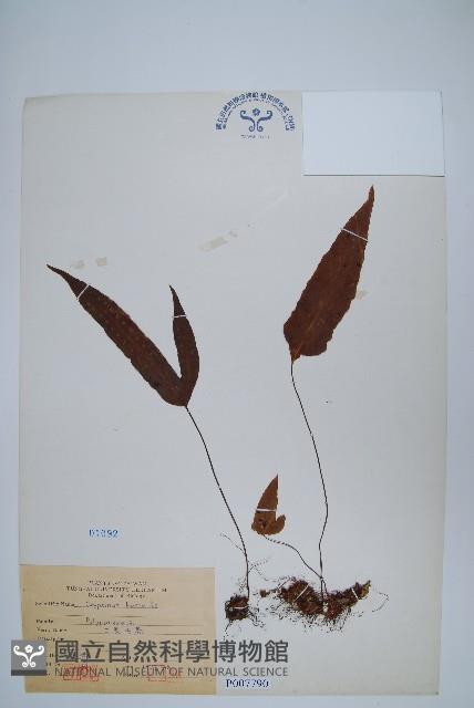 三葉茀蕨藏品圖，第1張