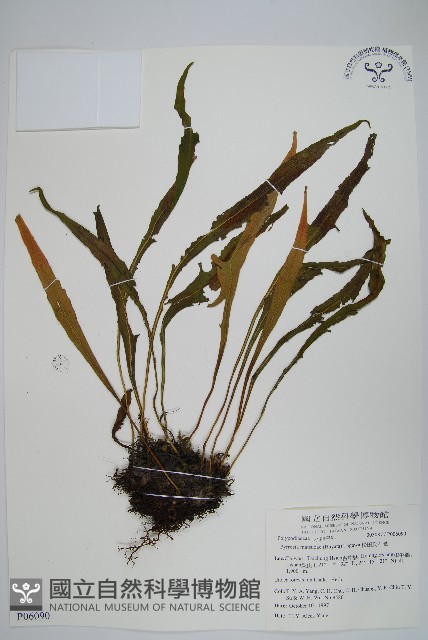 松田氏石葦藏品圖，第1張