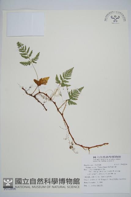 熱帶陰石蕨藏品圖，第1張