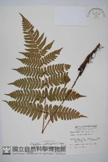 紅苞鱗毛蕨藏品圖，第1張