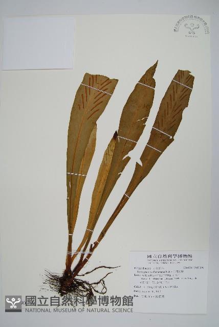 台灣劍蕨藏品圖，第1張
